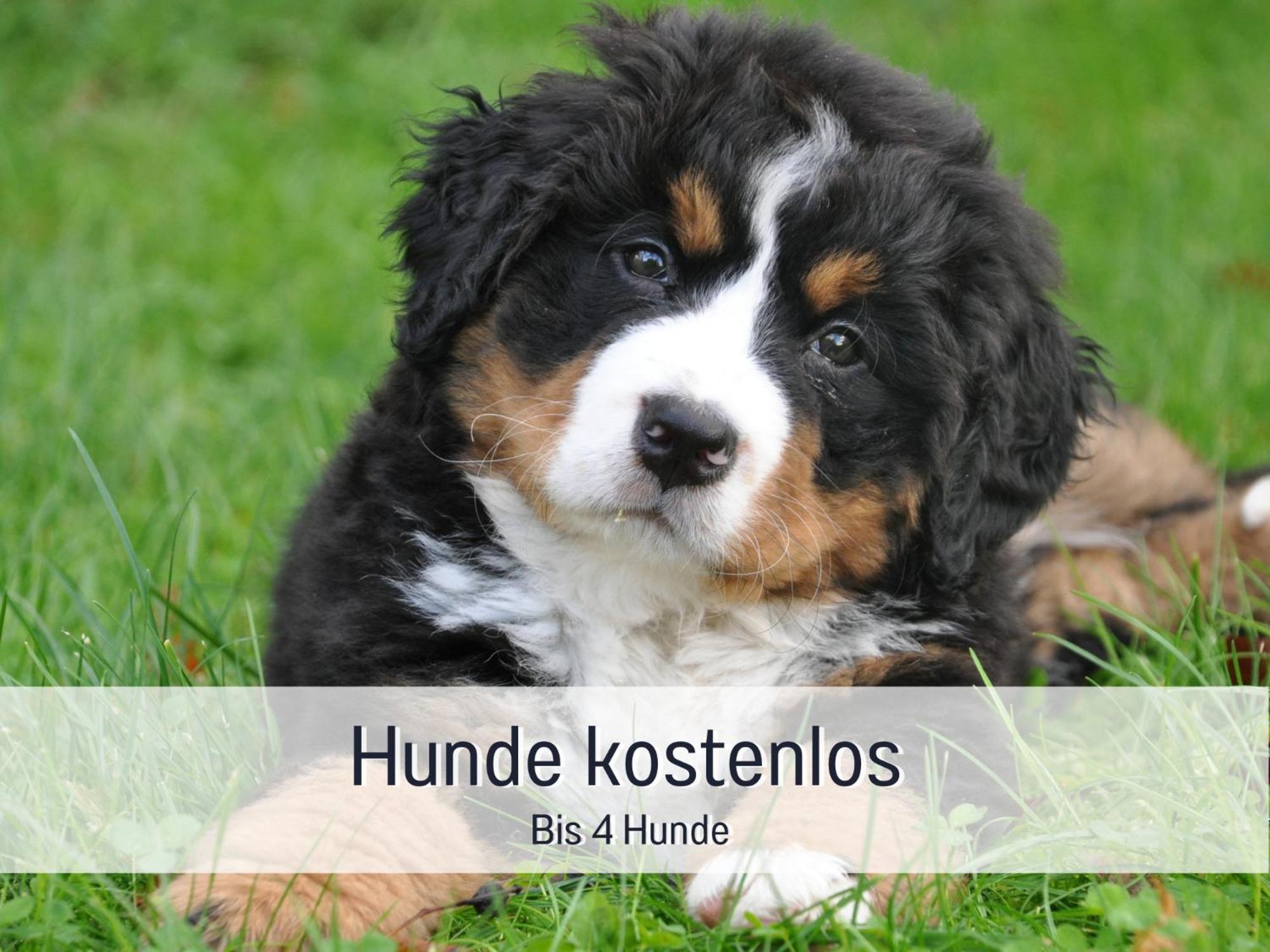 Am Feldrain - Urlaub Mit Hund Im Weserbergland Hannoversch Münden Екстериор снимка